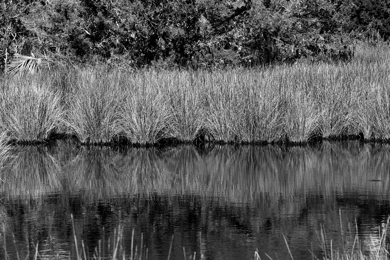 marshland  swamp  environment free photo