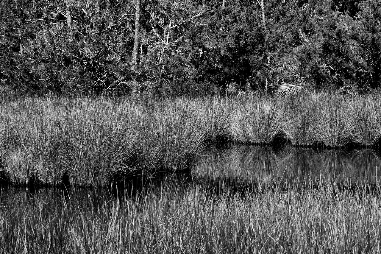 marshland  swamp  environment free photo