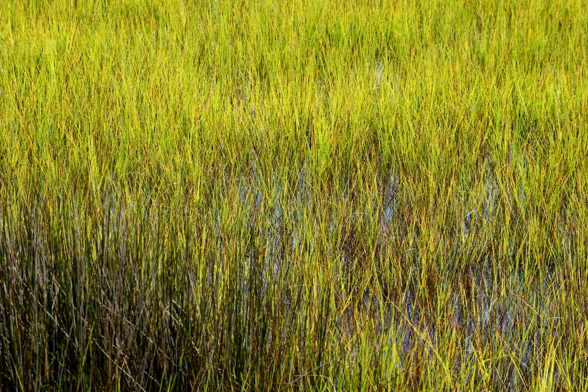marshland wetland florida free photo