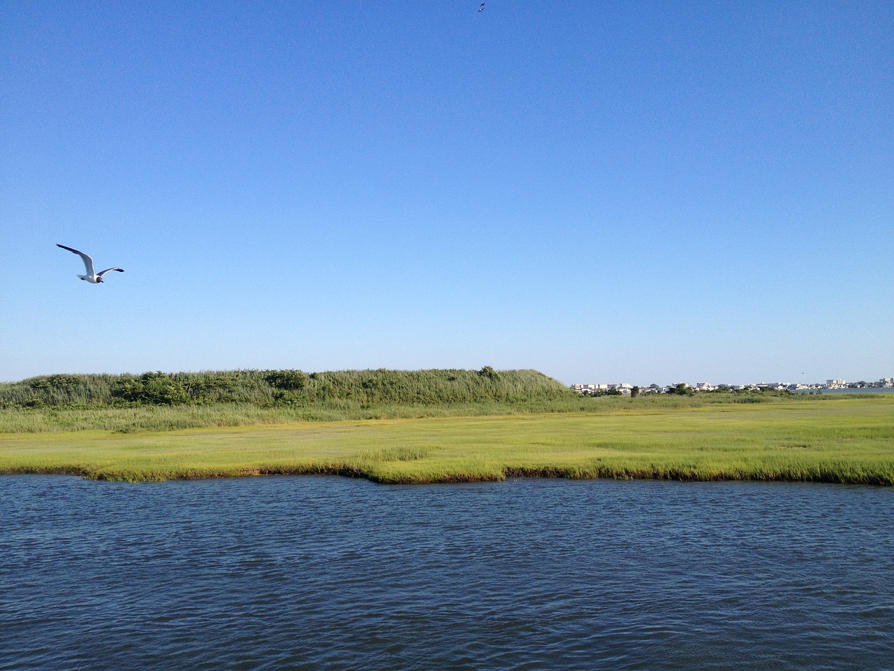 marshlands wetlands nature free photo