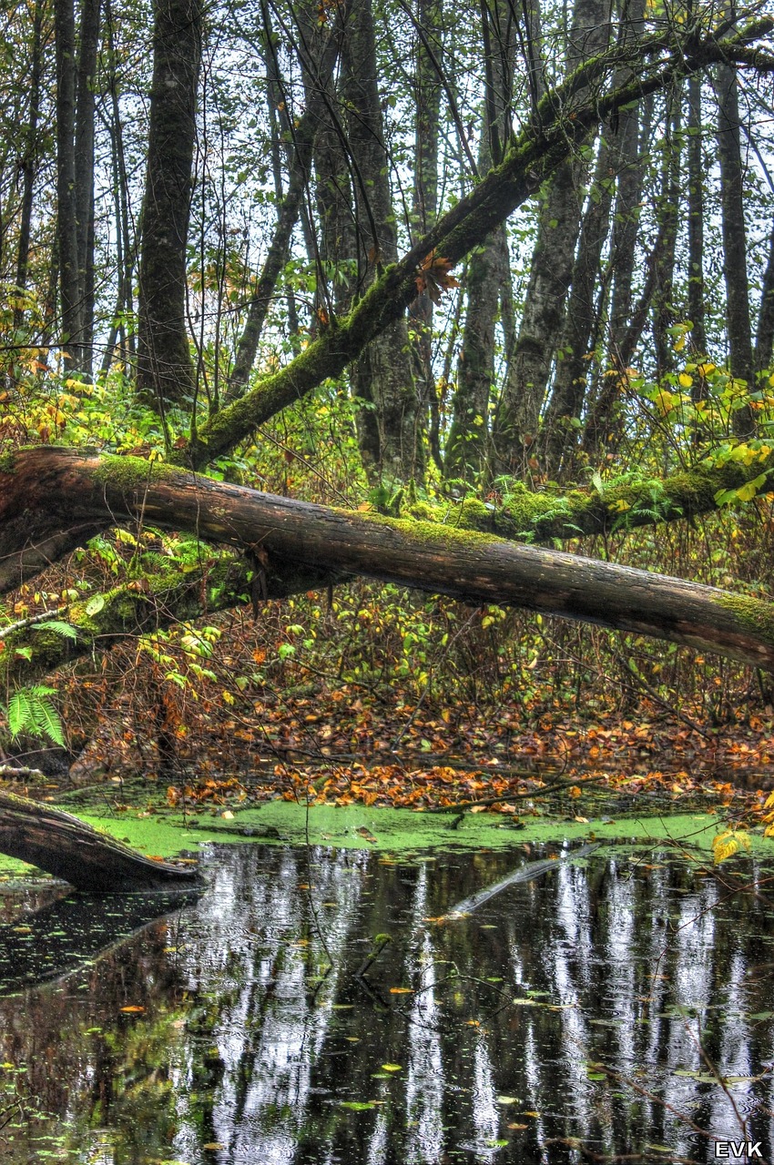 marshlands campbellvalley park free photo