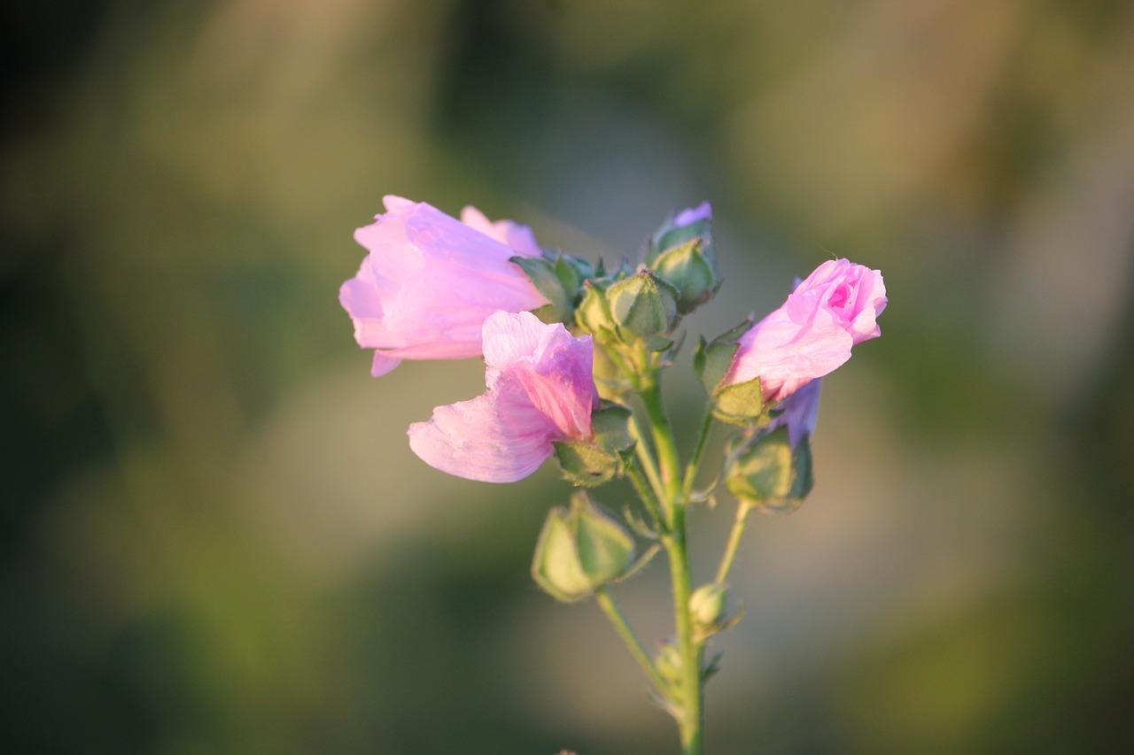 marshmallow pink evening free photo