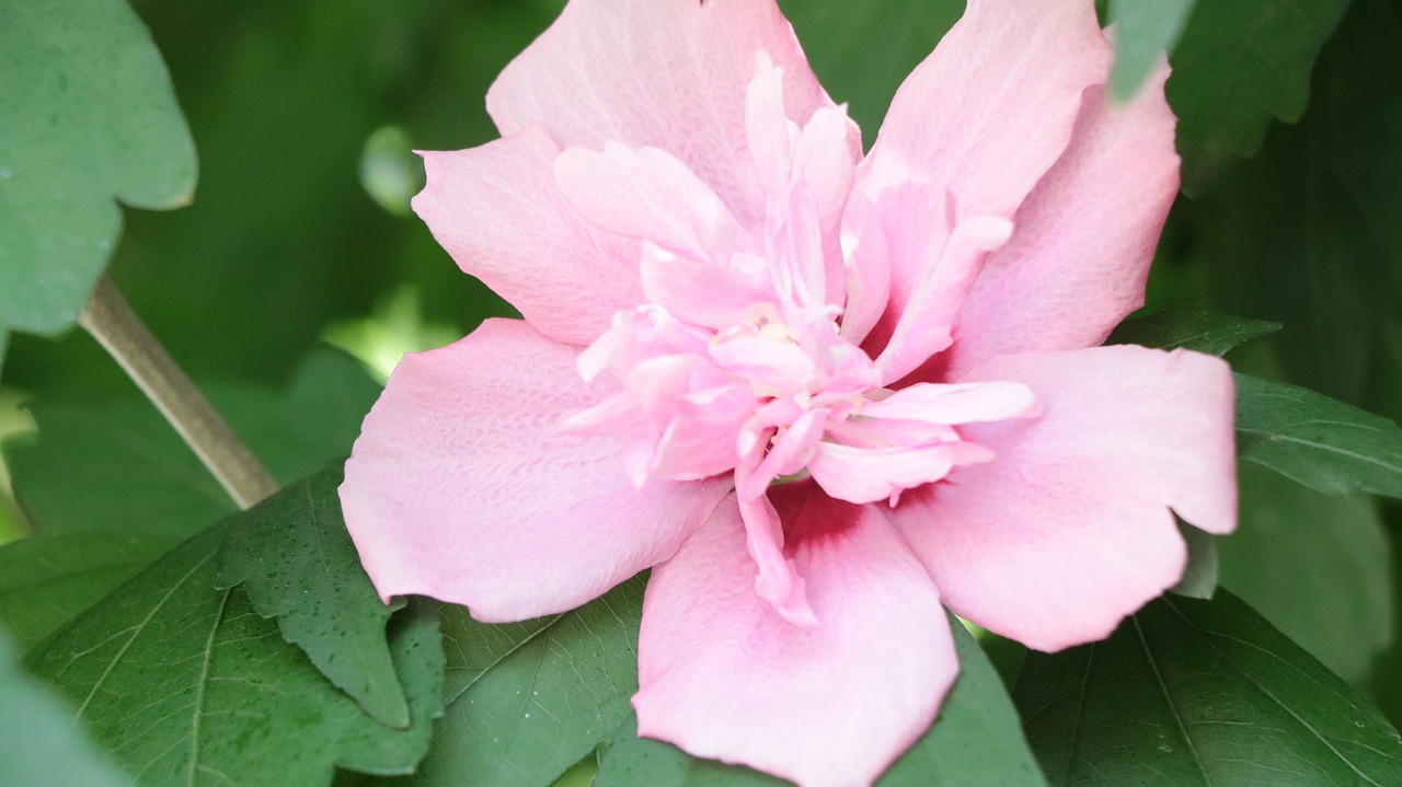 marshmallow  garden  plant free photo