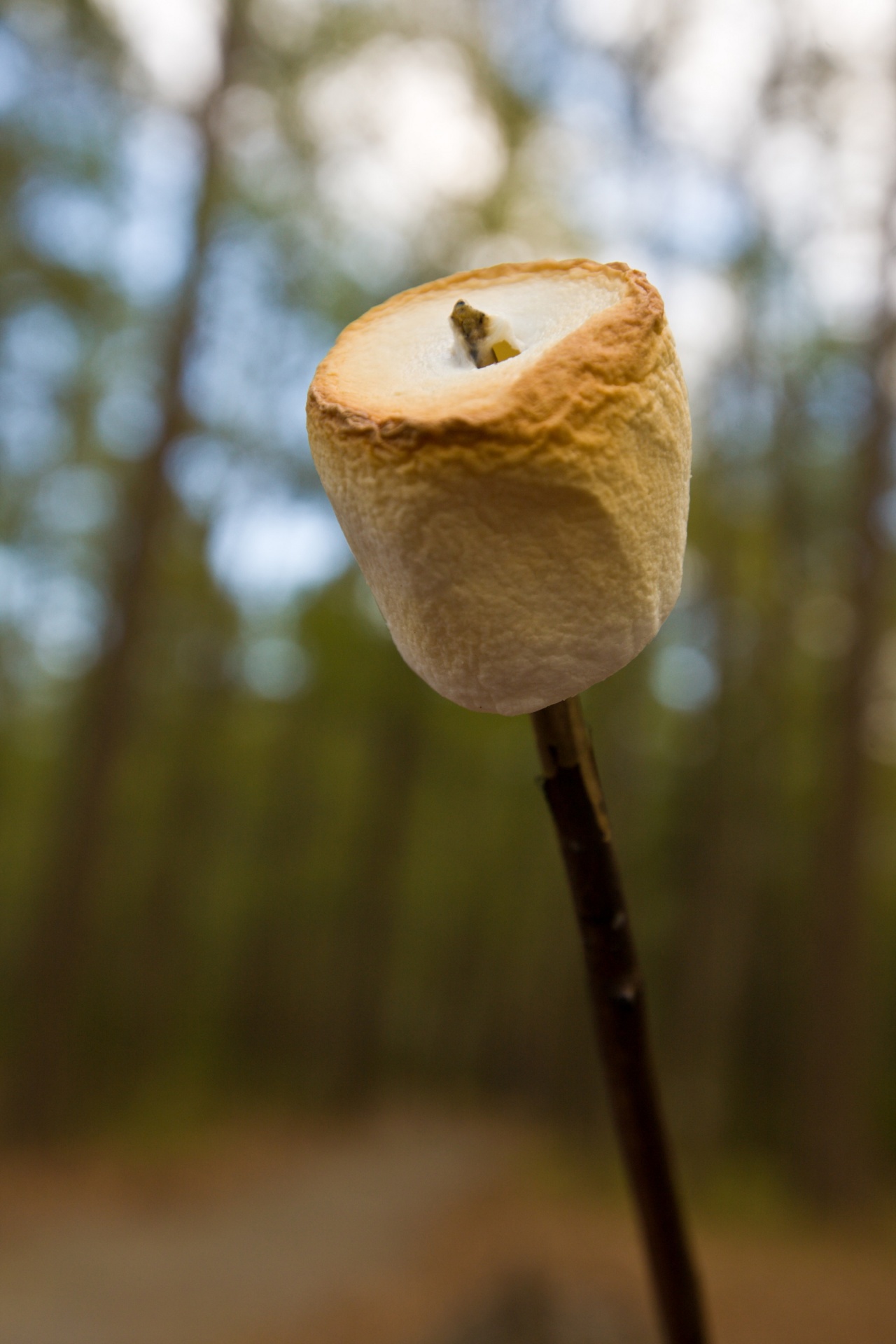 marshmallow toasted roasted free photo