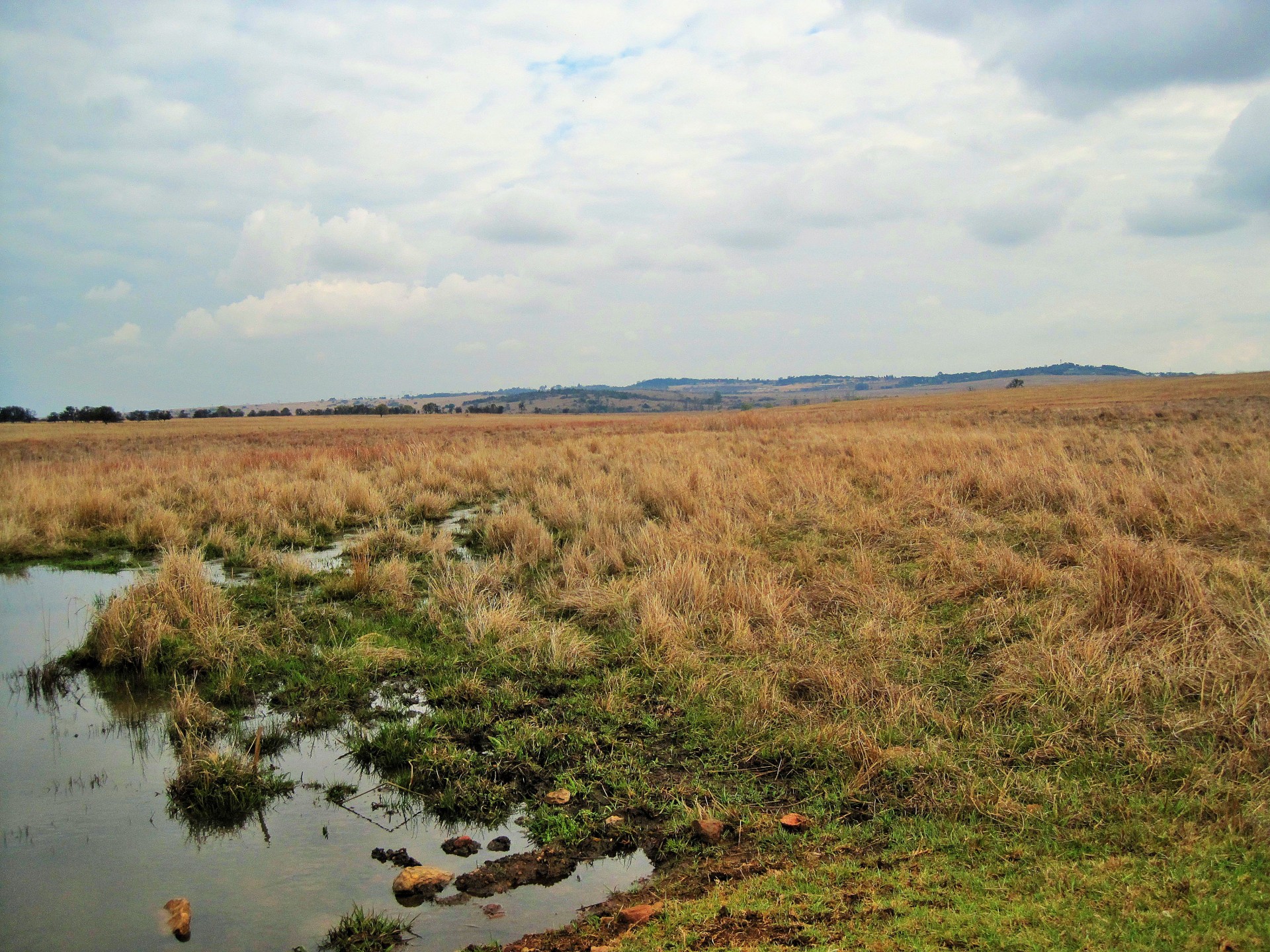 veld grass water free photo