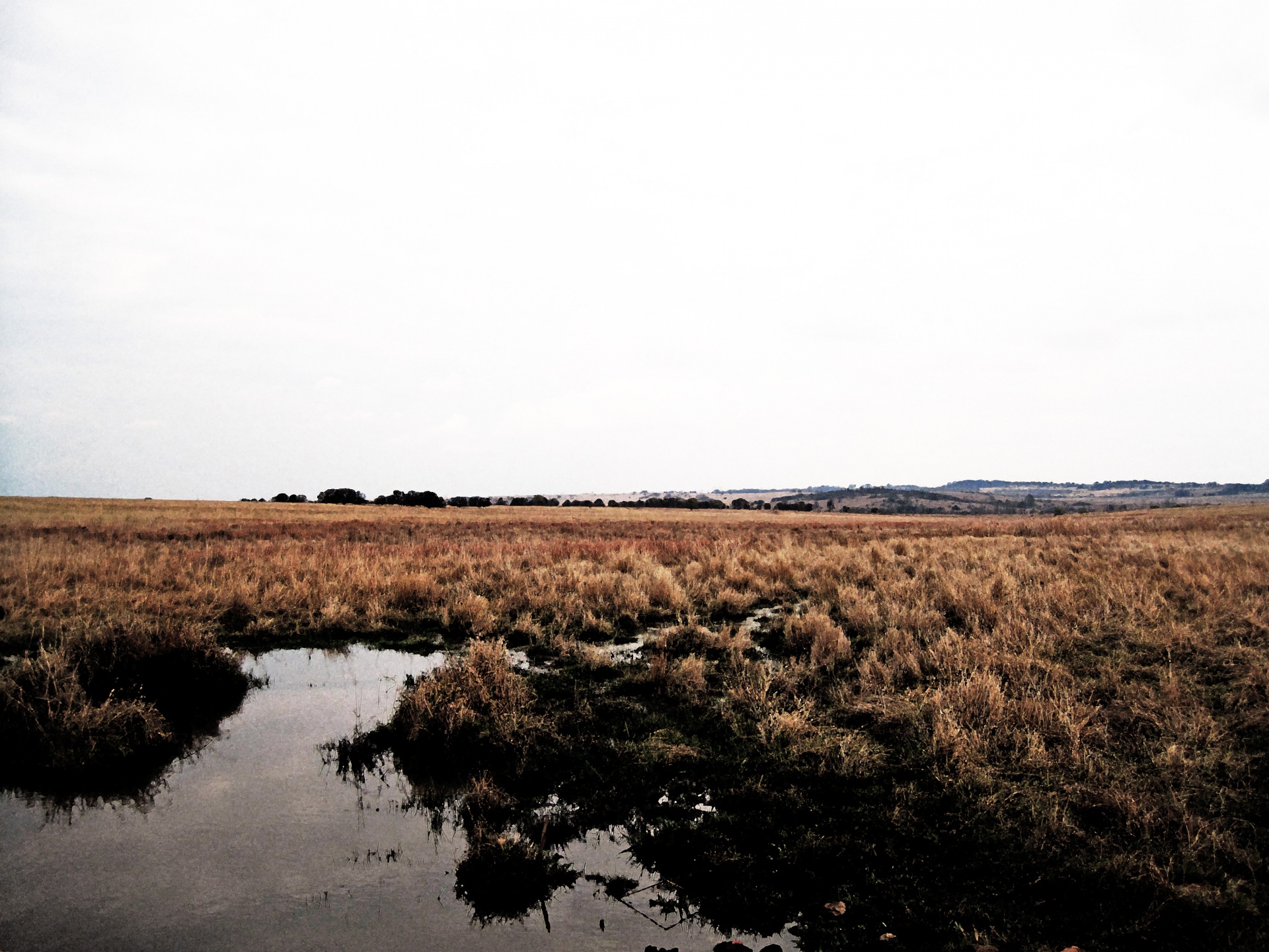 veld grass nature free photo