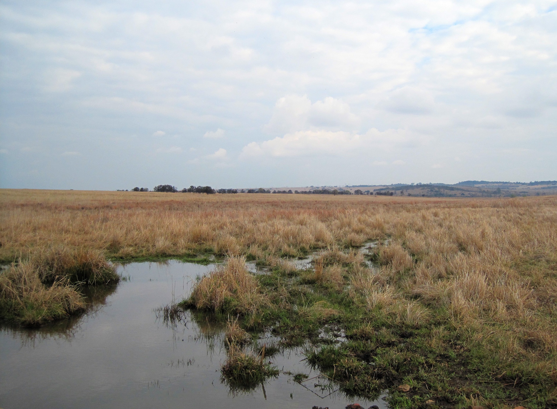 veld grass nature free photo