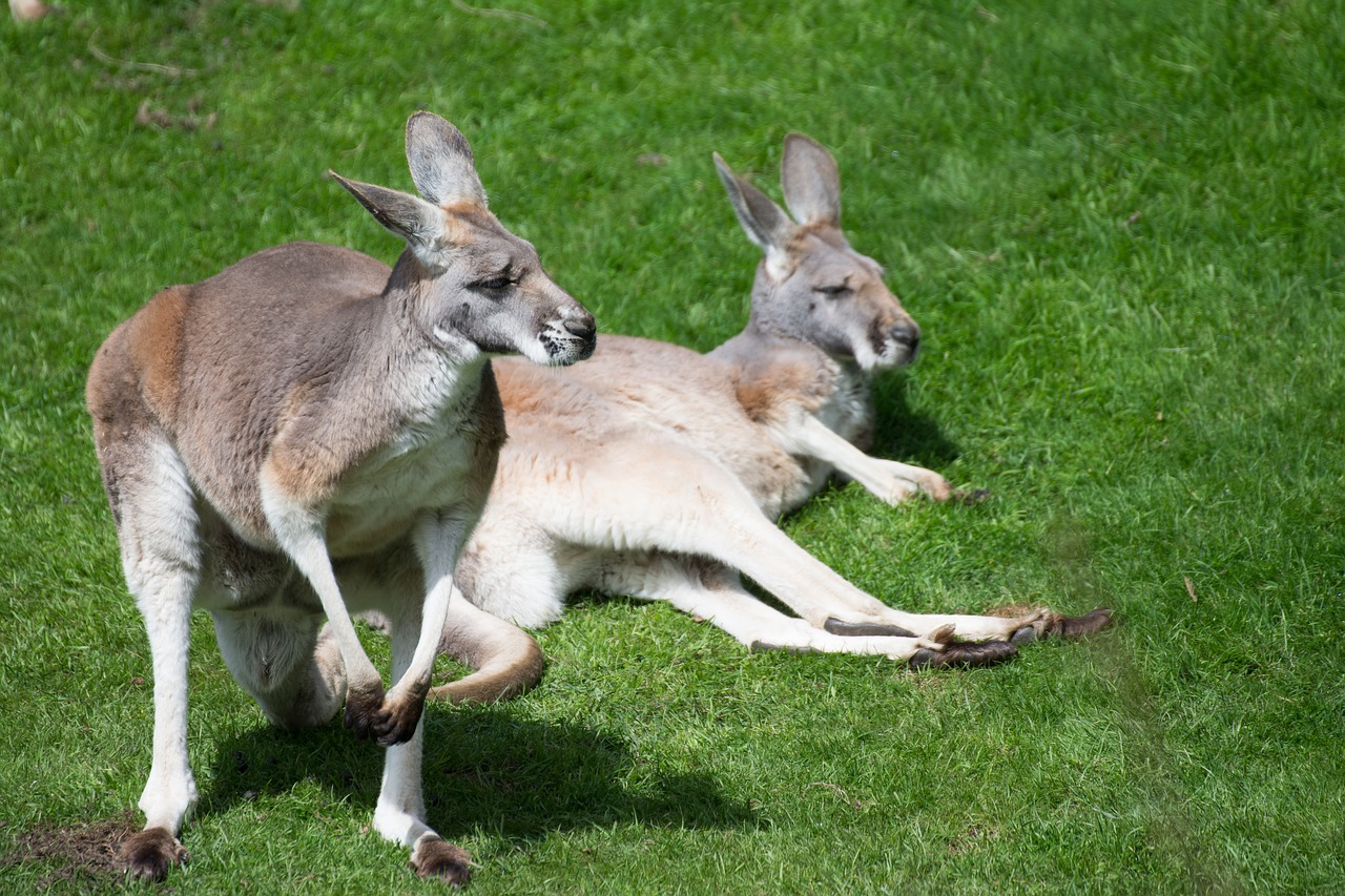 marsupial zoo kangaroos free photo