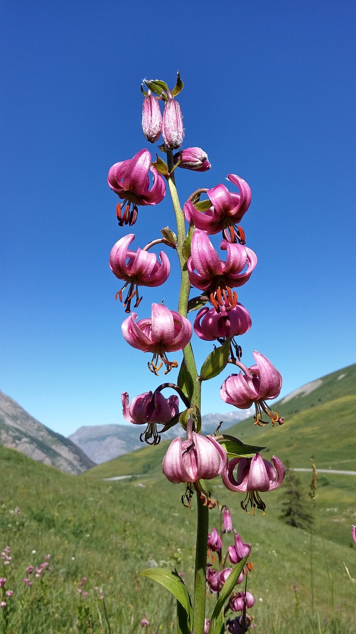 martagon lily flower nature free photo