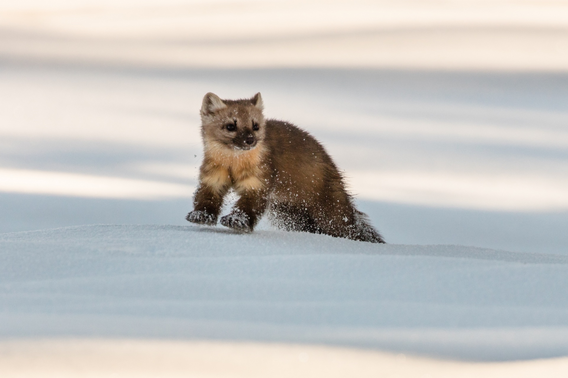 marten weasel wildlife free photo