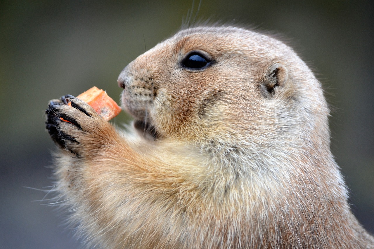 marterachtig food zoo free photo