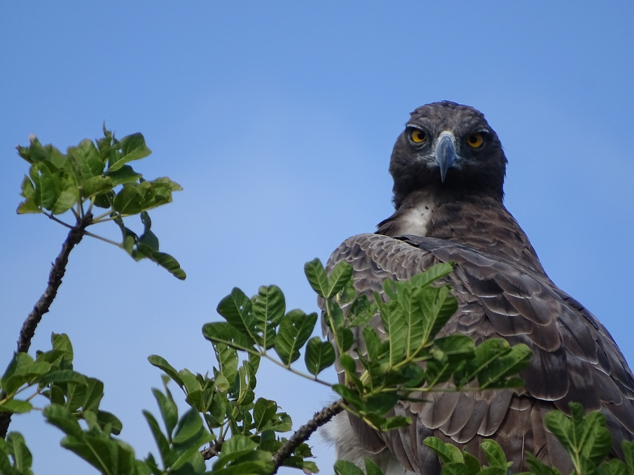 martial eagle adler bird free photo