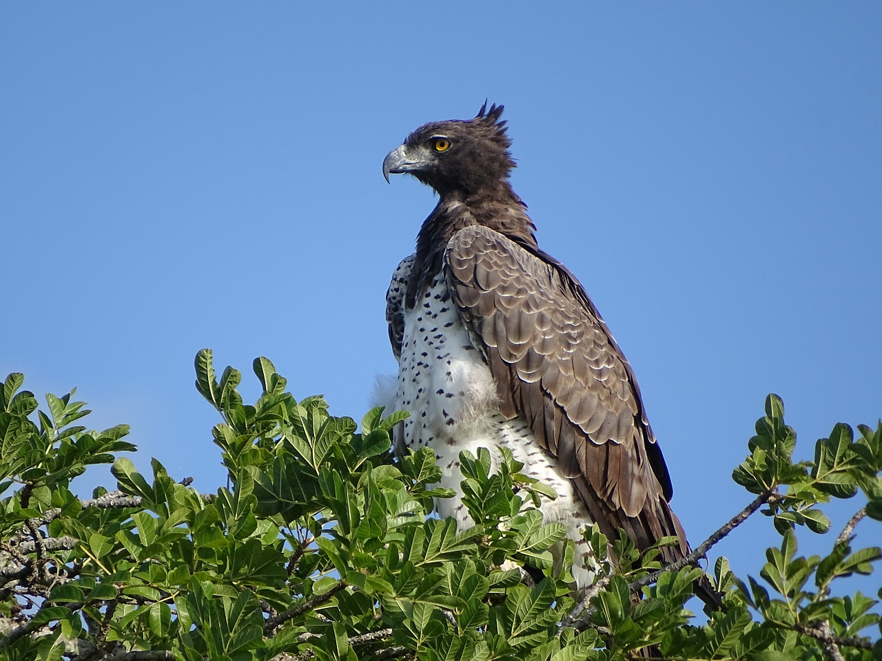 martial eagle adler bird of prey free photo