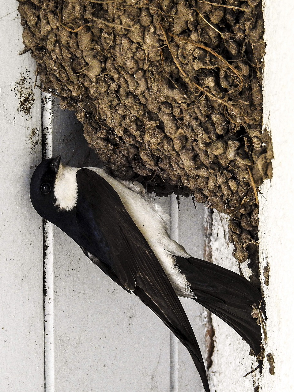 martin schwalbe nest free photo
