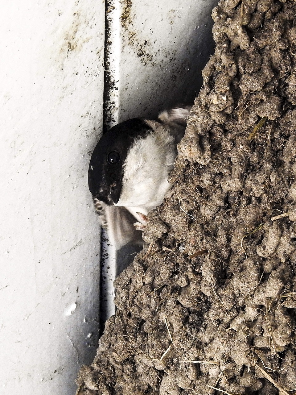 martin schwalbe nest free photo