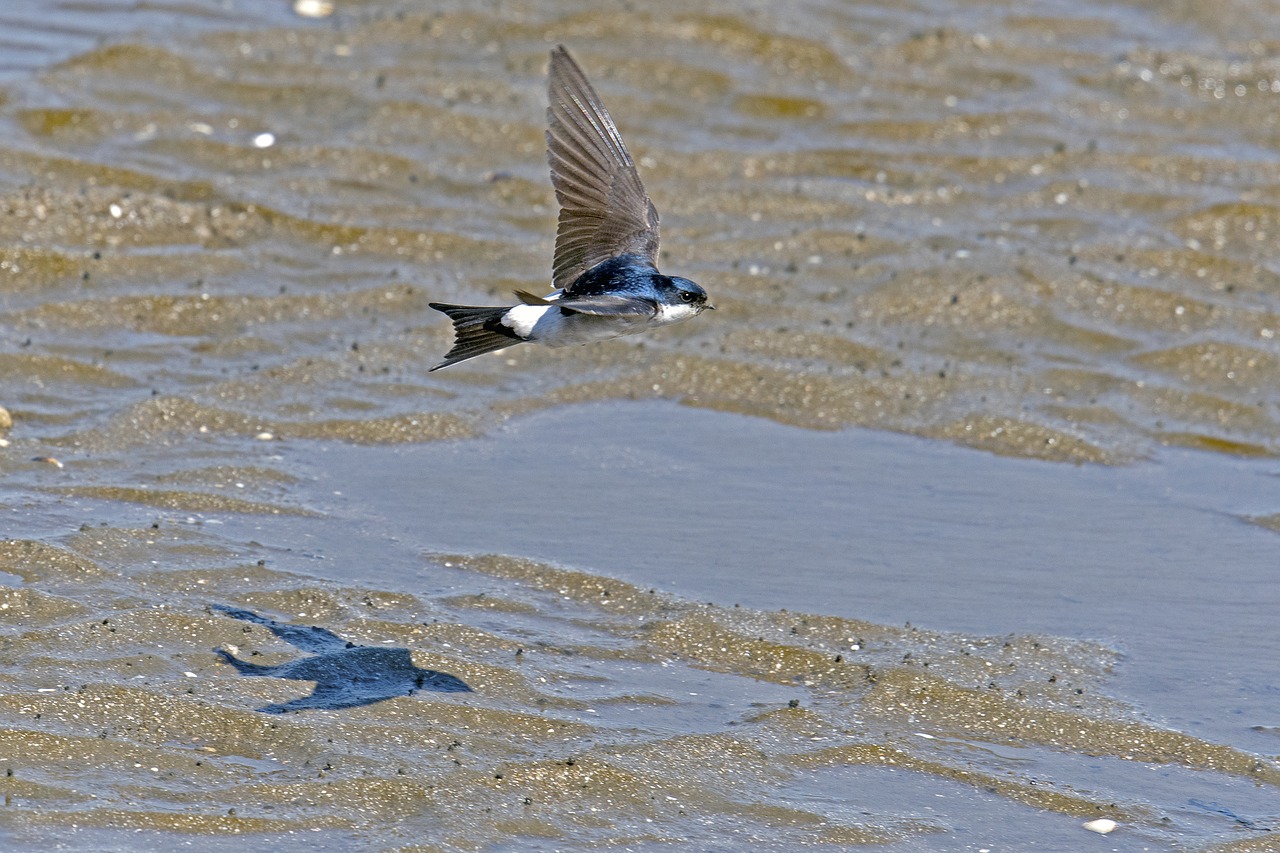 martin  swallow flying  bird in flight free photo