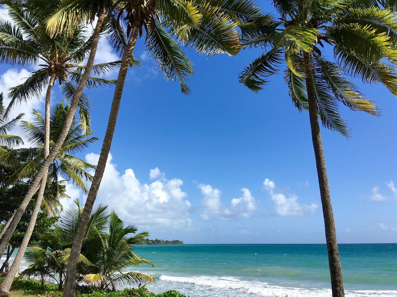 martinique coconut trees caribbean free photo