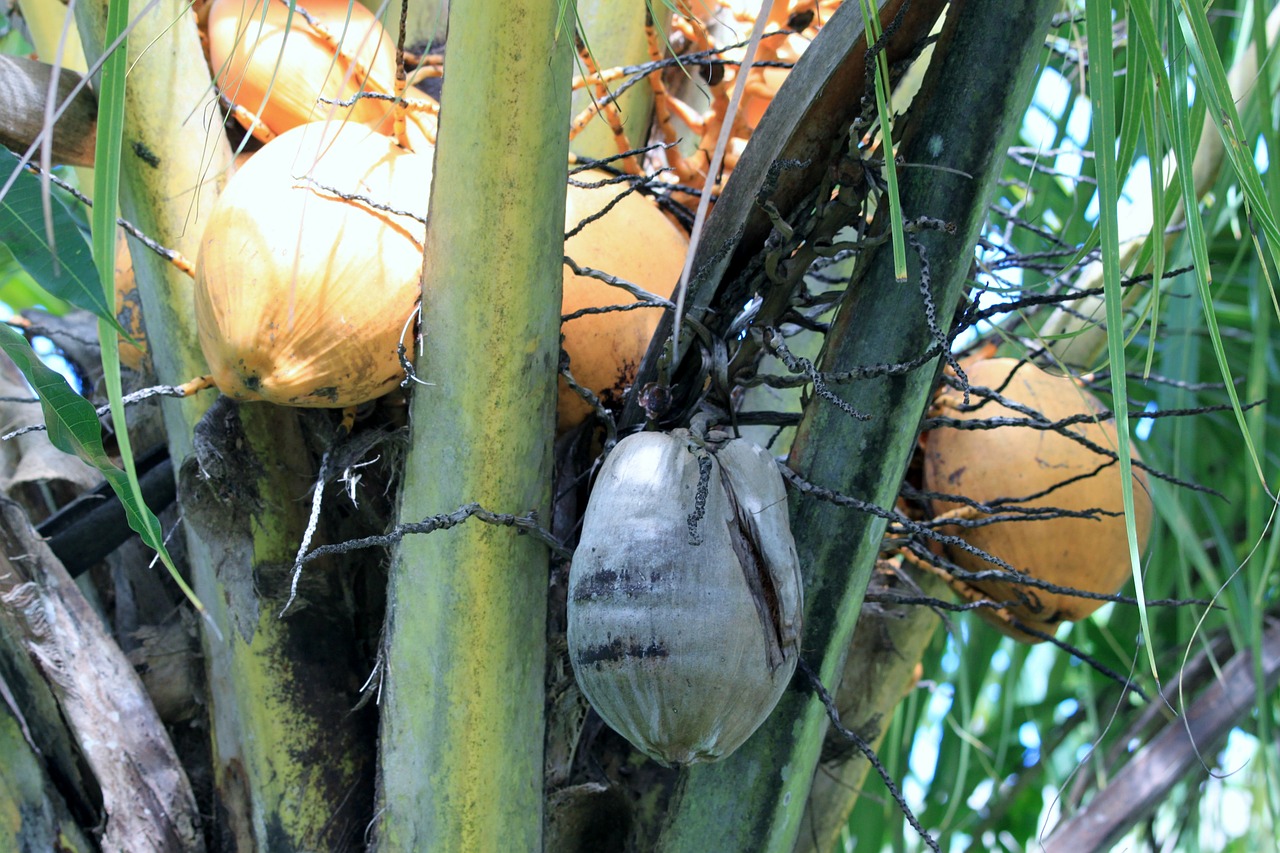 martinique coconut nature free photo