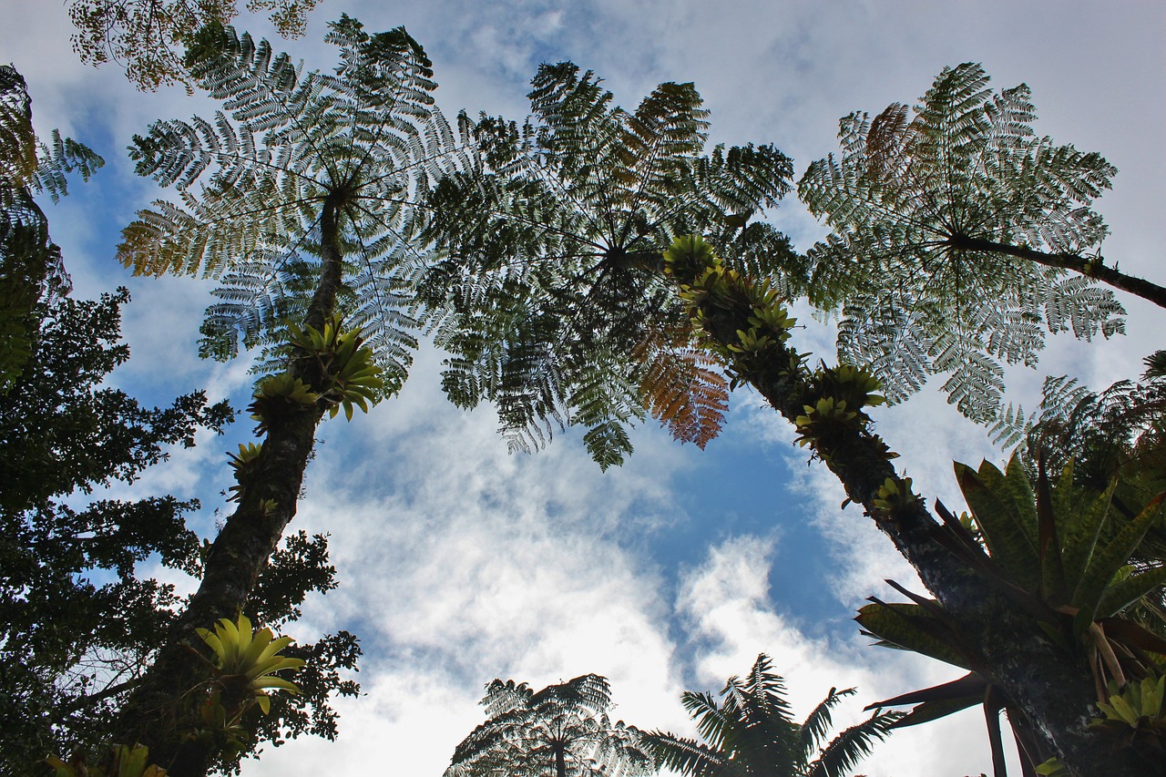 martinique tree ferns sky free photo