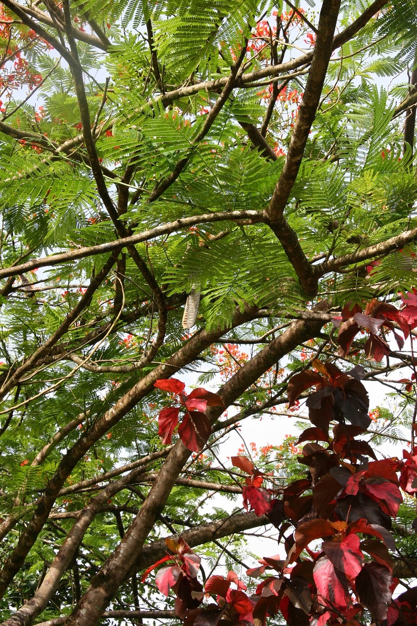 martinique vegetation flowering free photo