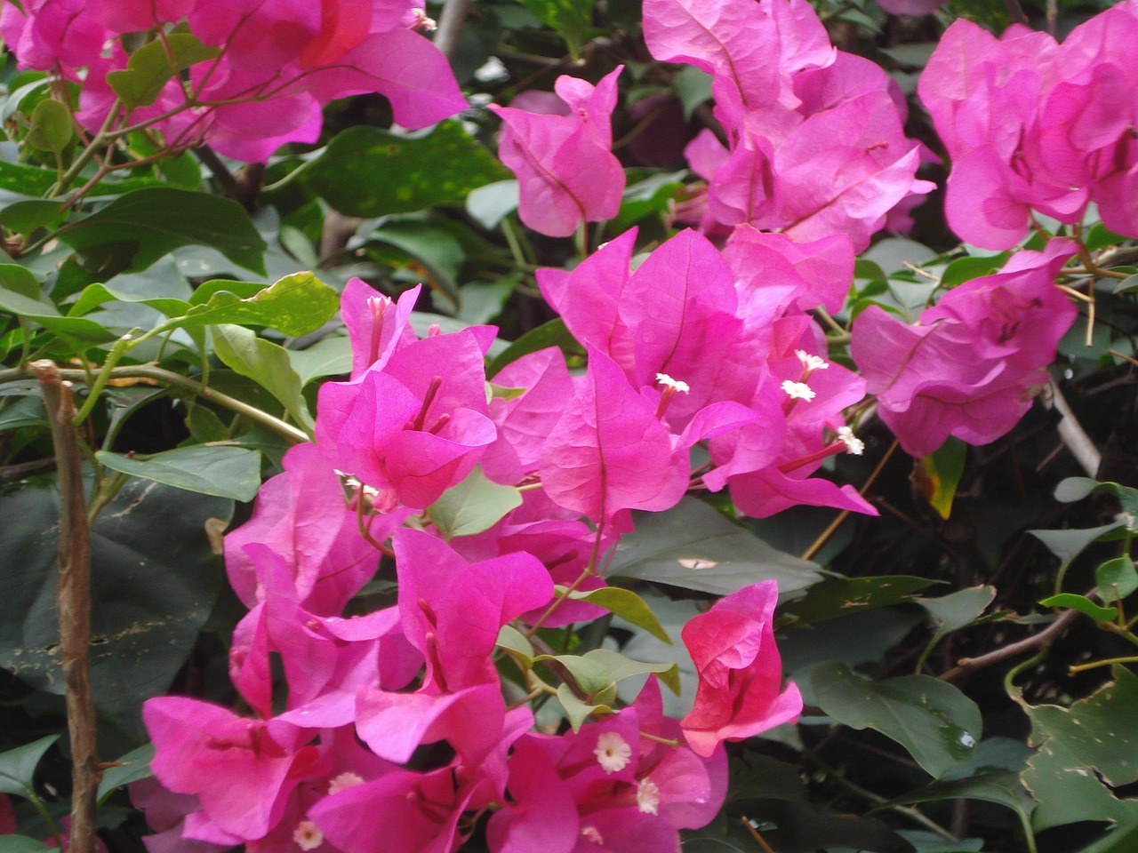 martinique flowers bougainvilleas free photo