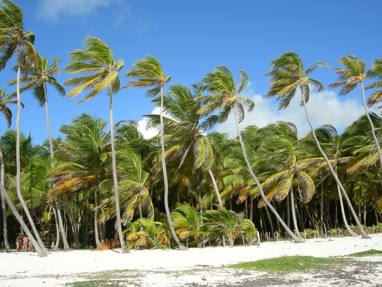 martinique palms wind free photo