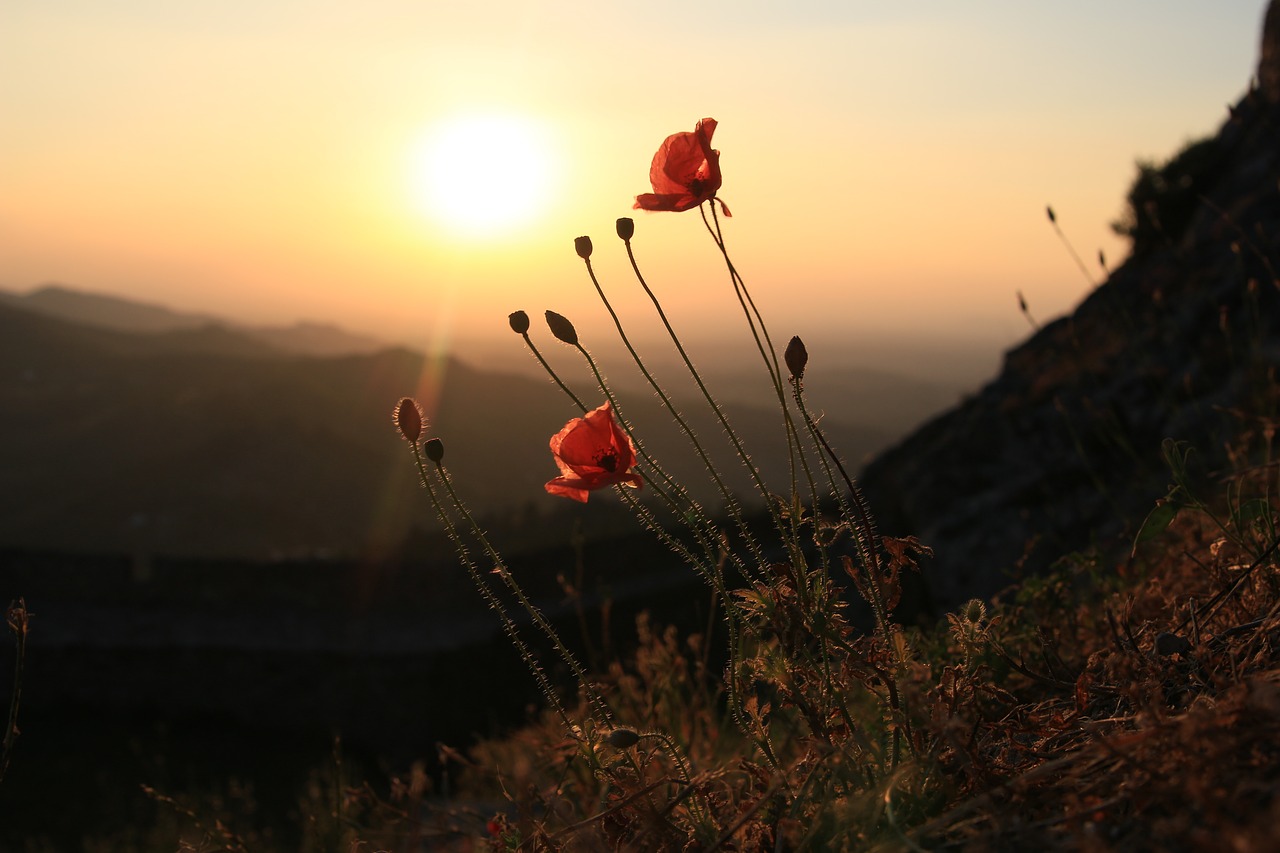 marvão  portugal  poppy free photo