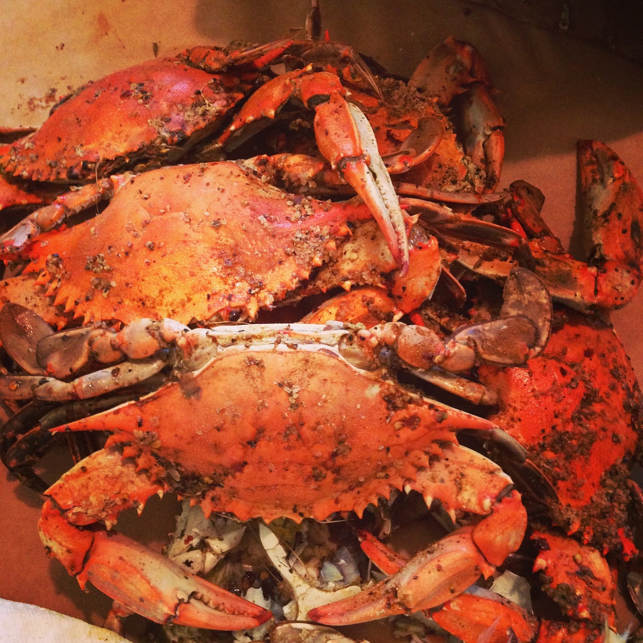 maryland crabs steamed free photo