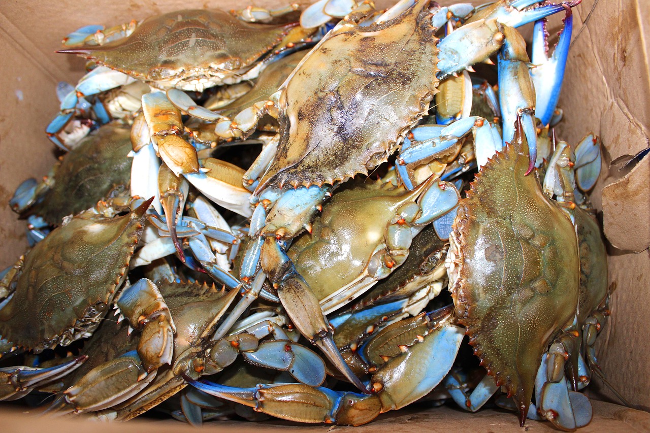 maryland  blue crab  chesapeake bay free photo