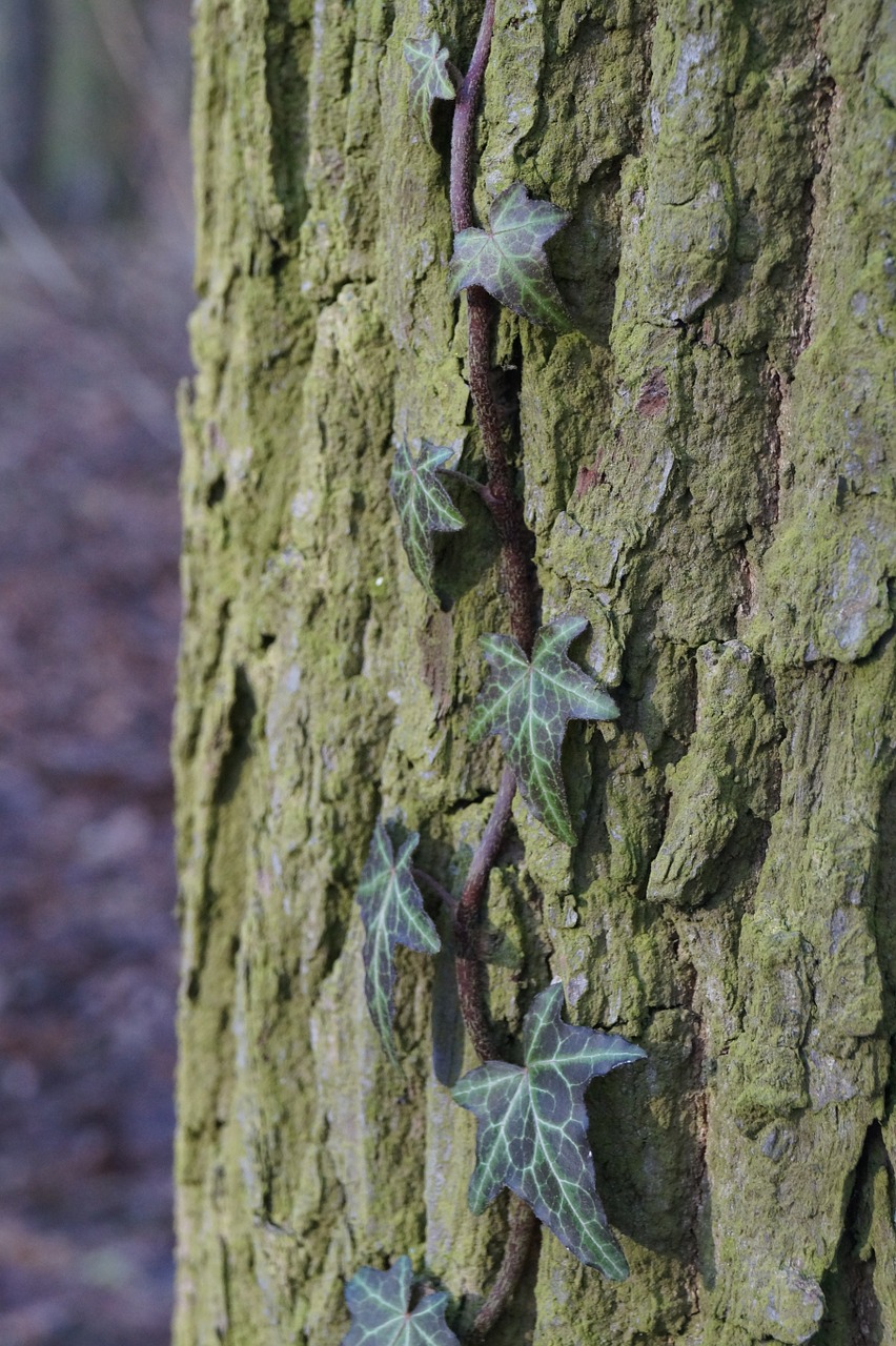 marzena tree ivy free photo