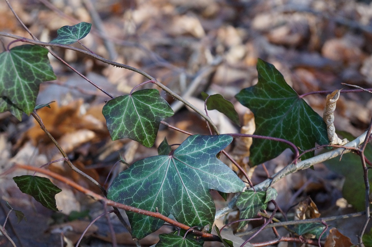 marzena forest ivy free photo