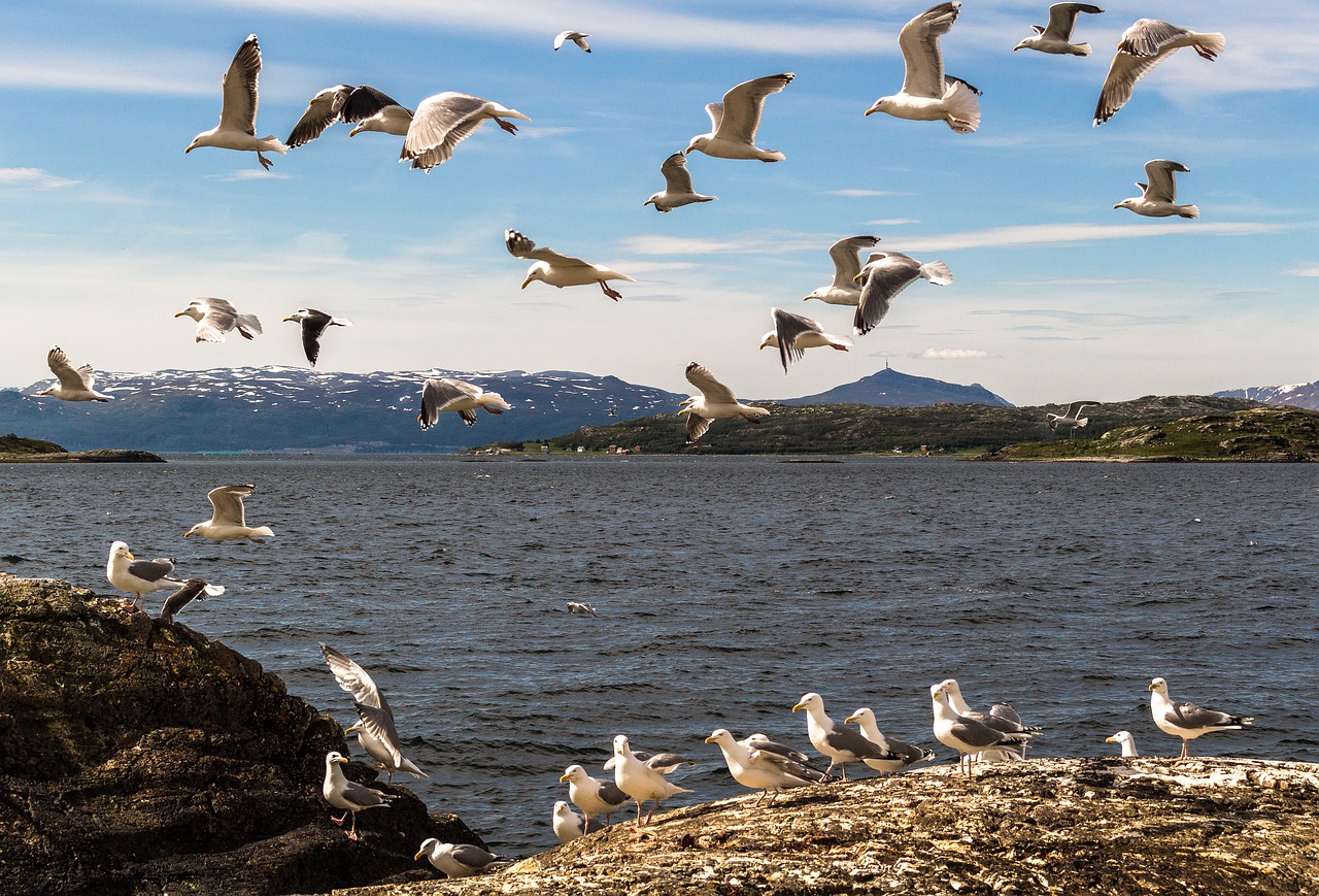 mås seagull fjord free photo