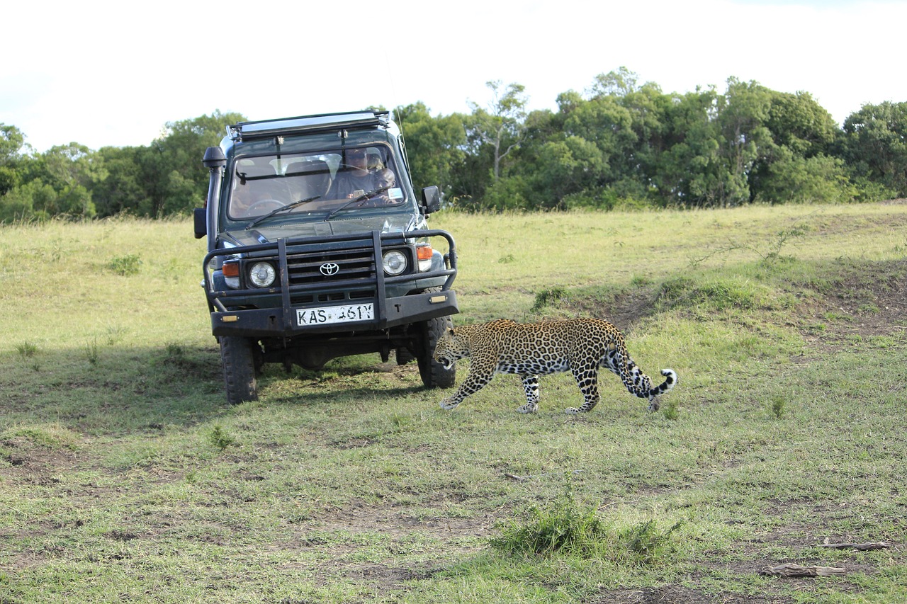 masai mara kenya africa free photo