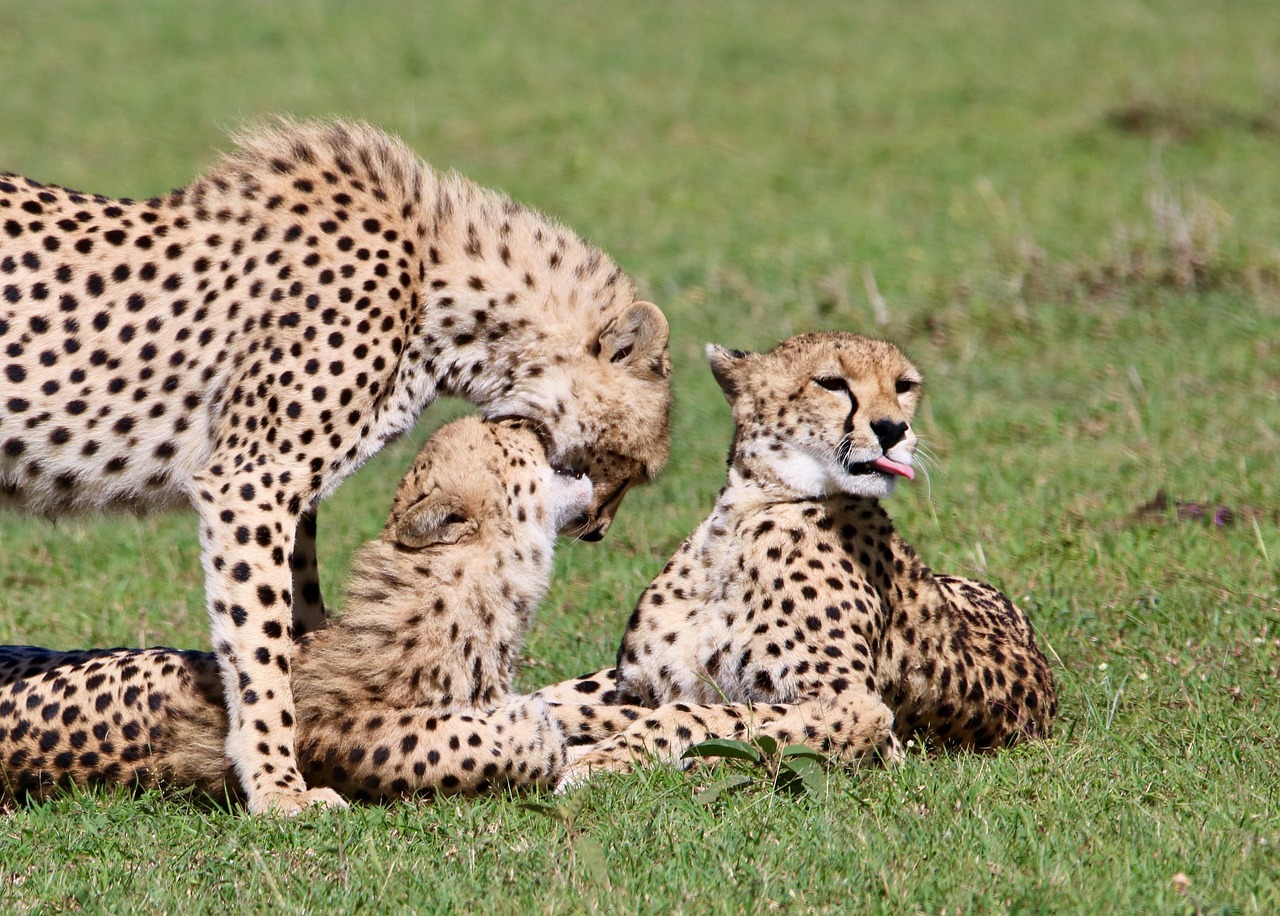 masai mara  cheetah  predator free photo