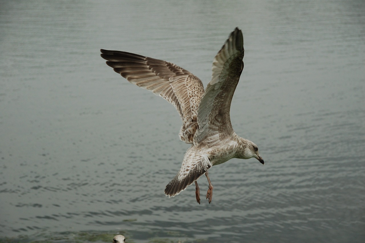 måse seagull bird free photo