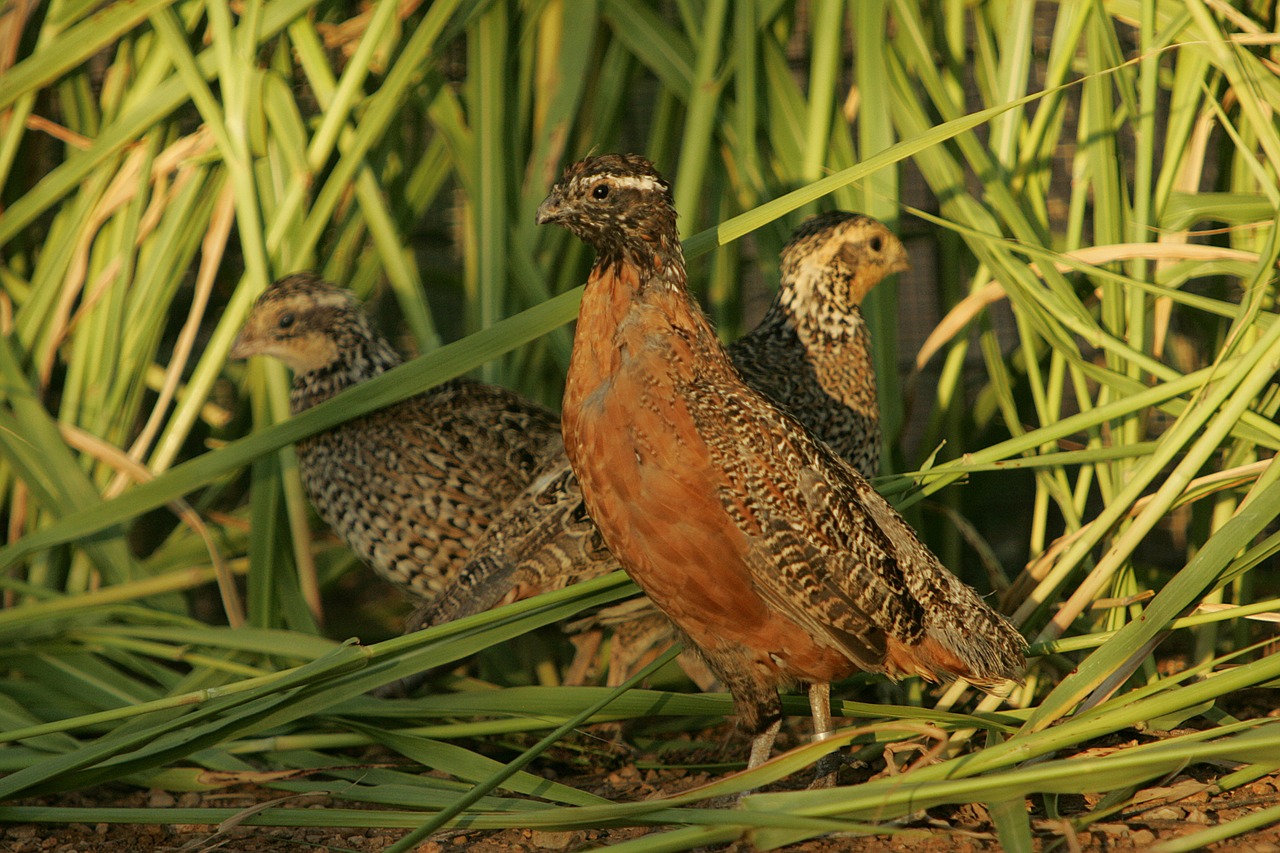 masked bobwhite quail birds nest free photo