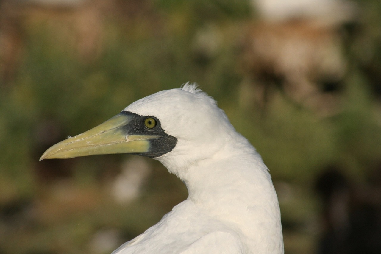 masked booby bird waterfowl free photo