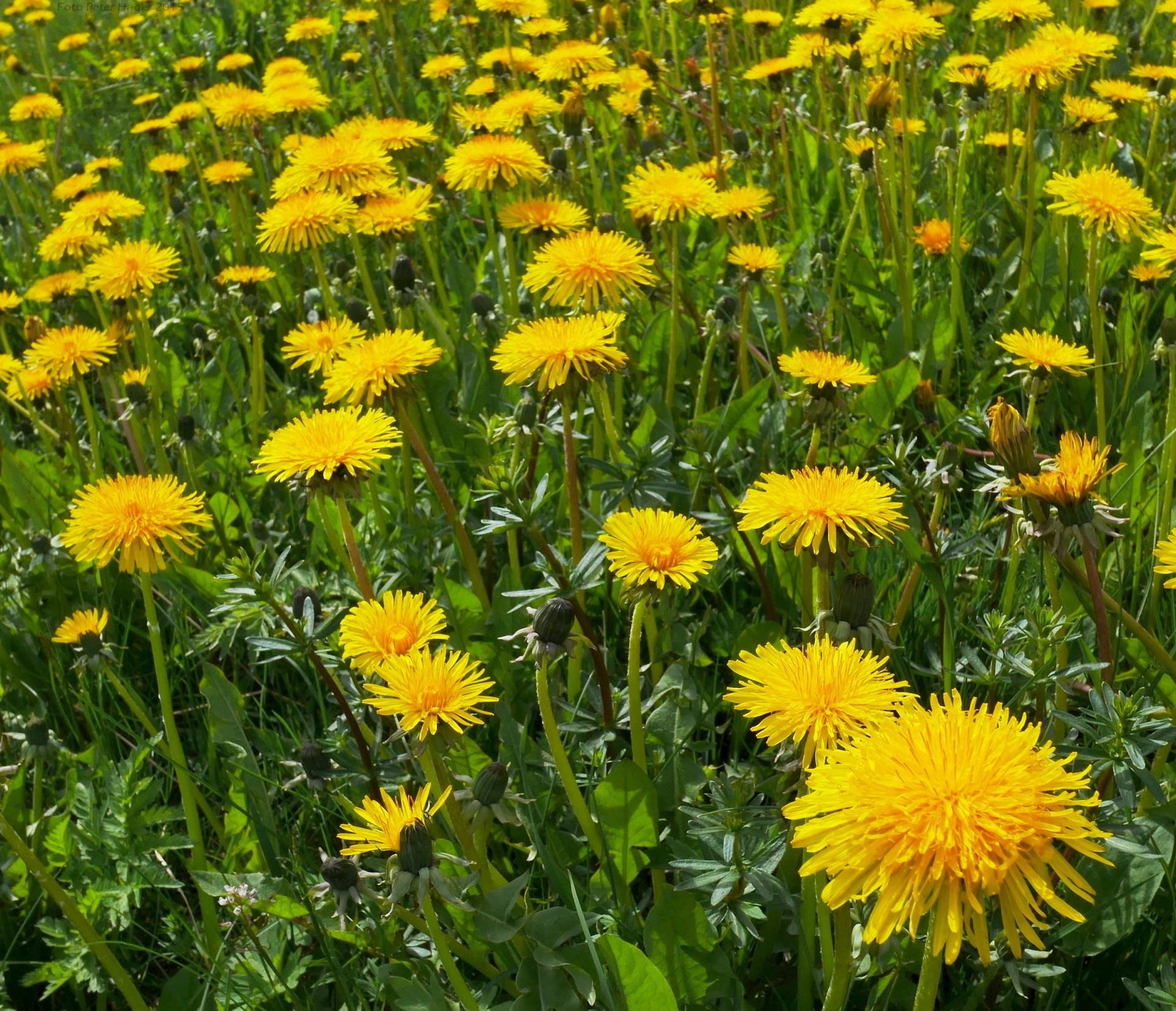 flowering yellow dandelion free photo