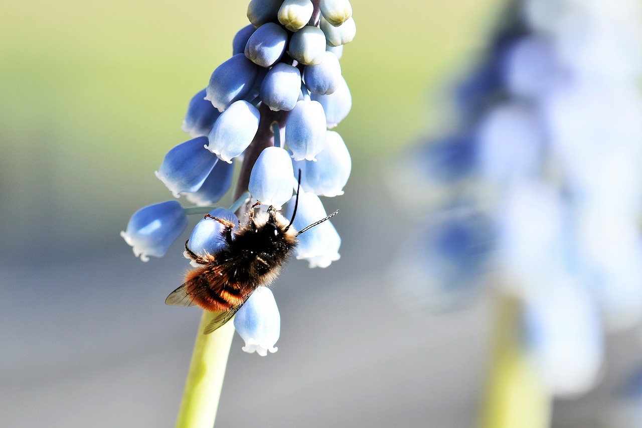 mason bee wild bee bee free photo