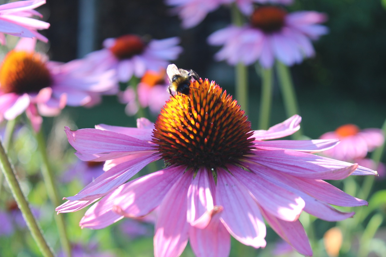 mason bee  flower  bee free photo