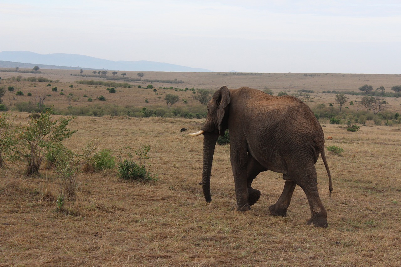 massai mara elephant kenya free photo