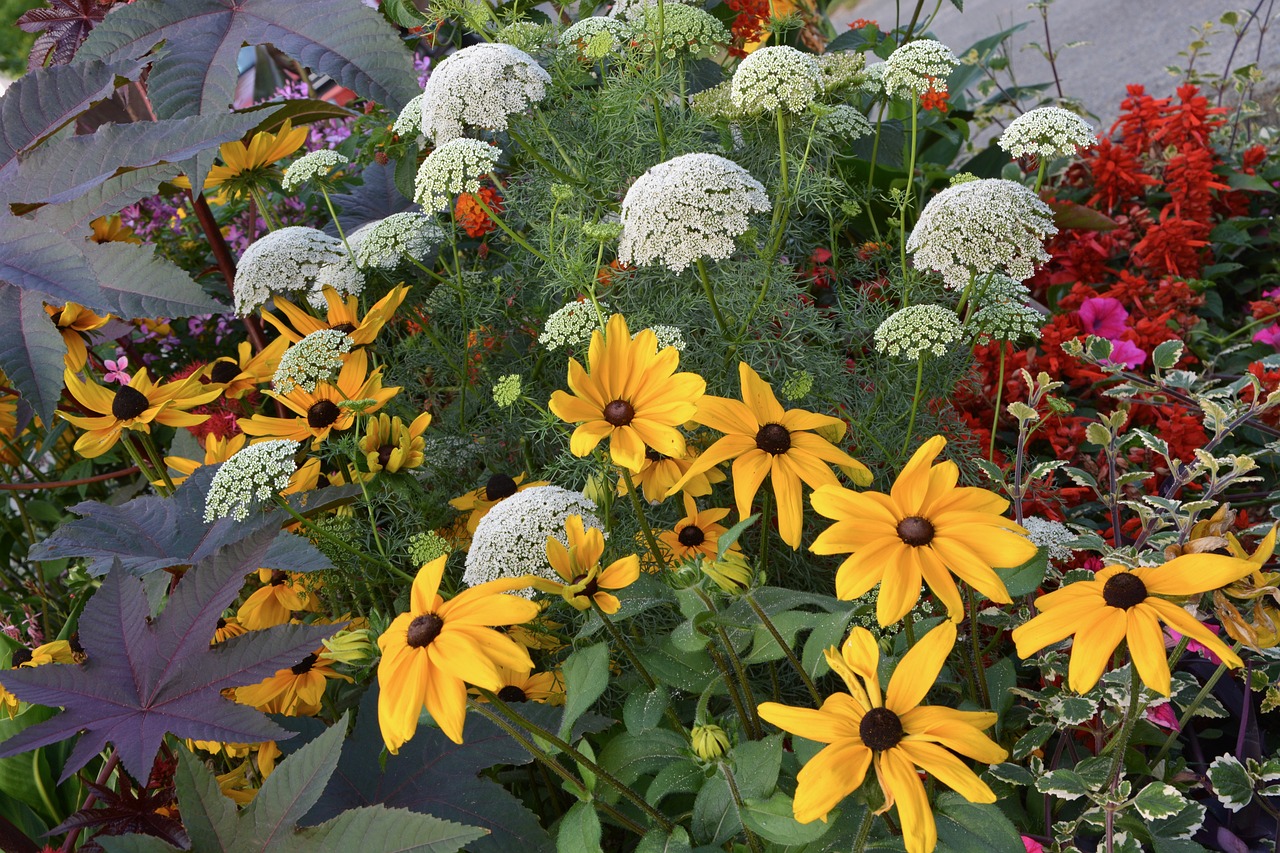 massive flowers summer yellow free photo