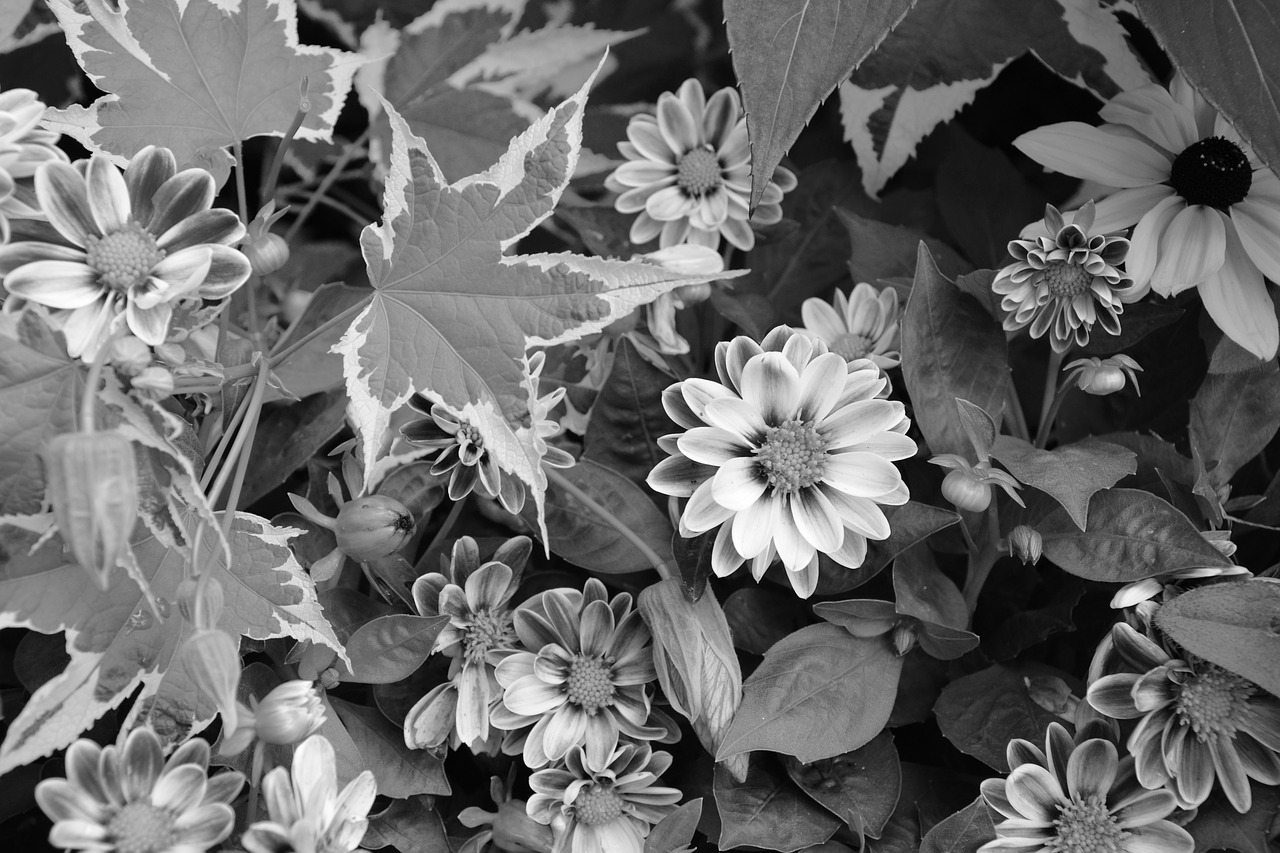 massive flowers parterre photo black white free photo