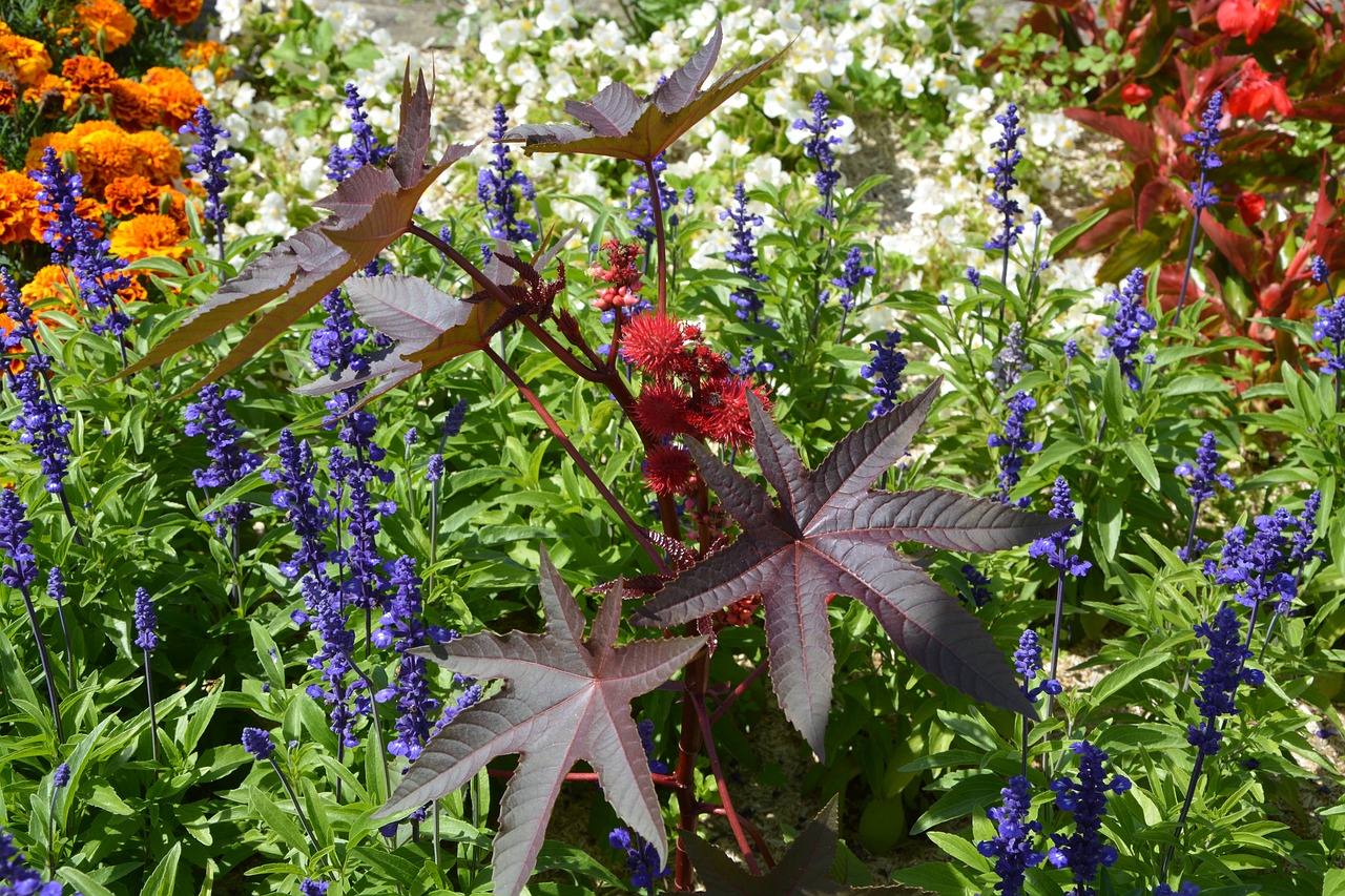 massive multiple flowers all kinds massif free photo