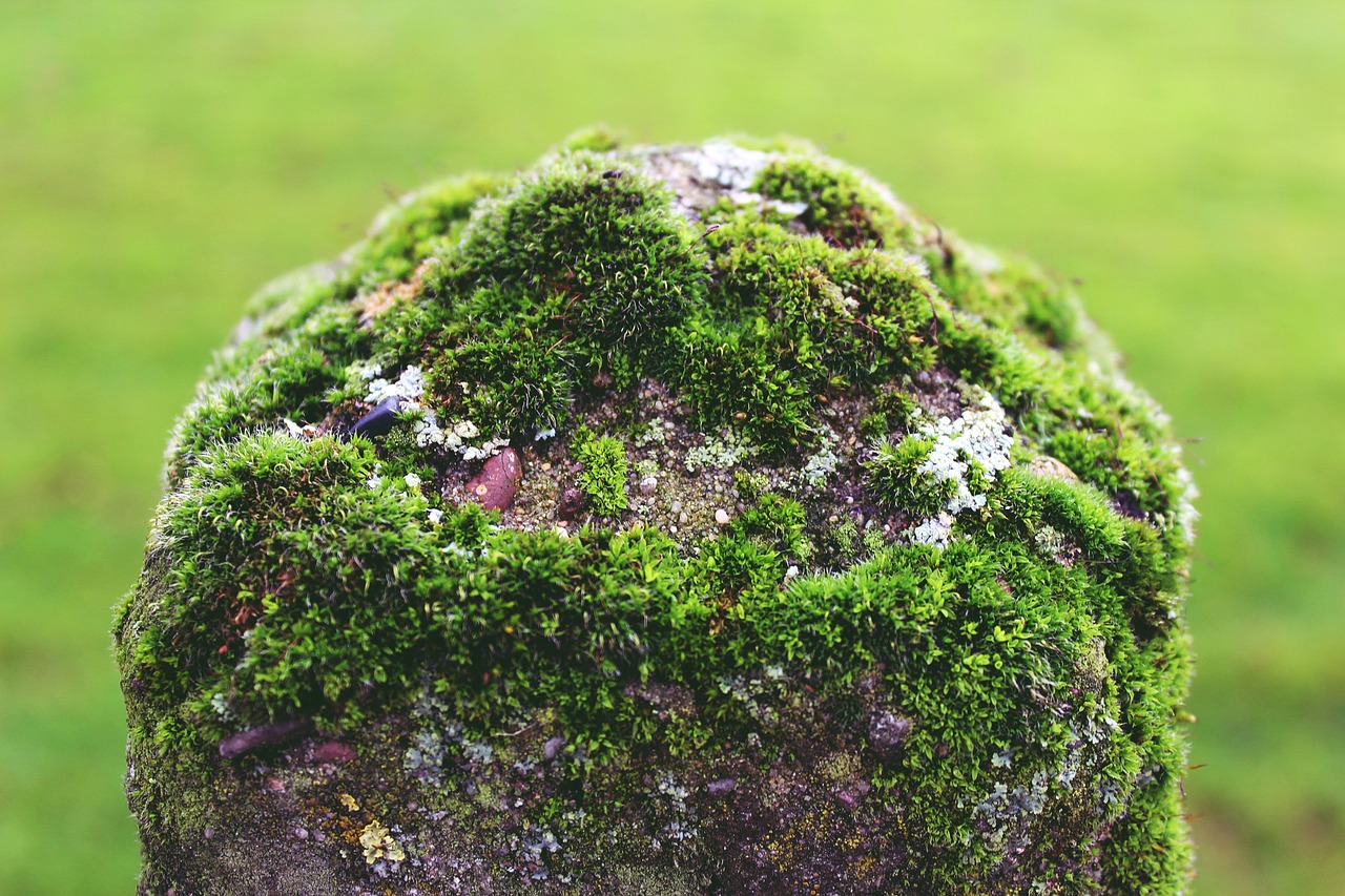 mast stone moss free photo