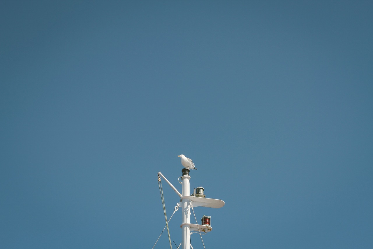 mast bird blue free photo