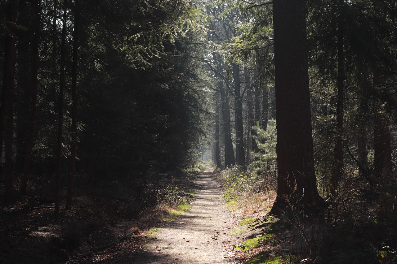 mastbos  breda  forest free photo