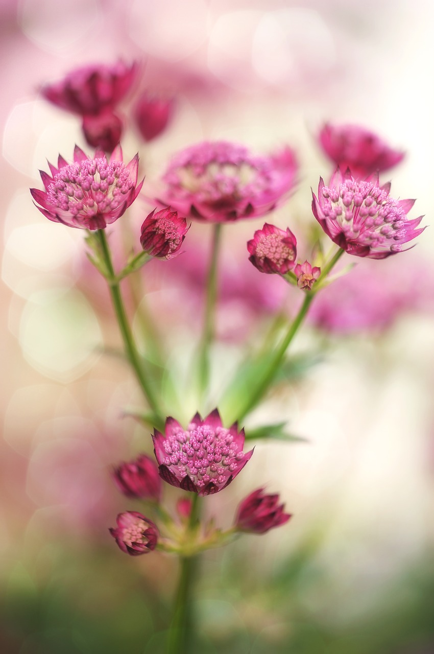 masterwort flower blossom free photo