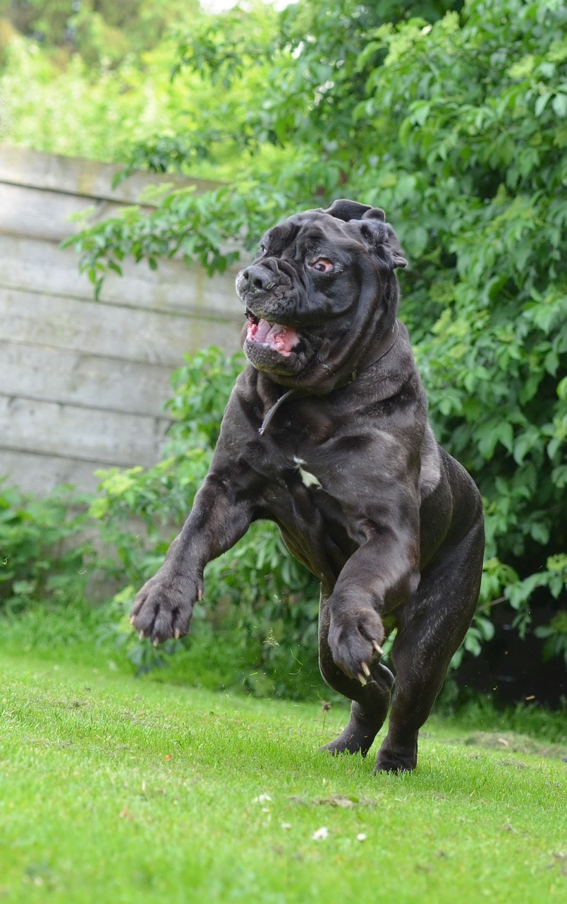 mastino napoletano funny crazy free photo