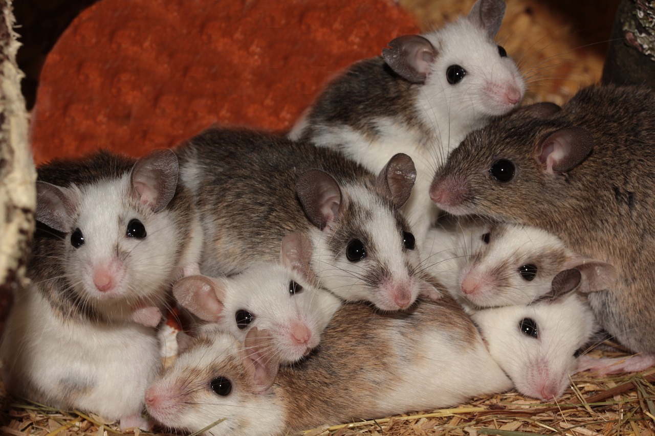 mastomys mice nager free photo